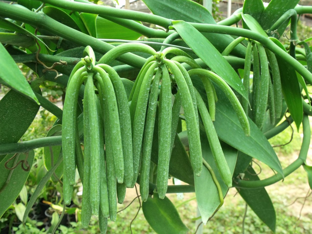 Горох посевной строение