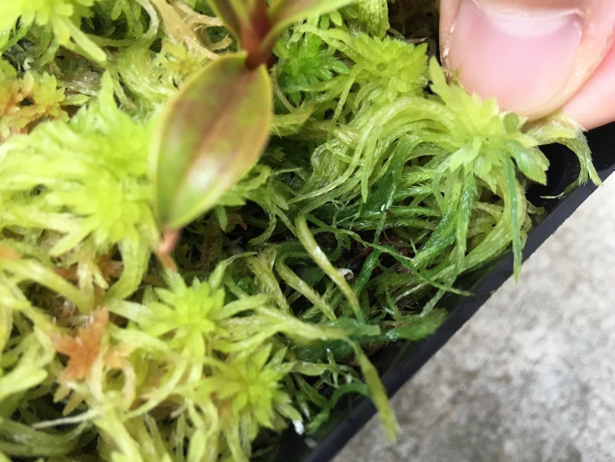 Мох сфагнумбля горшков