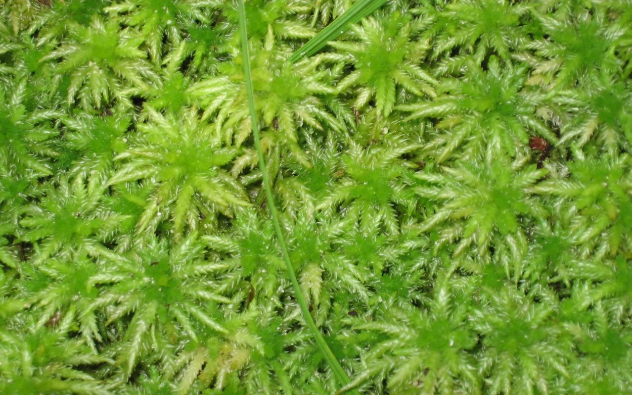 Сфагнум онгстрёма