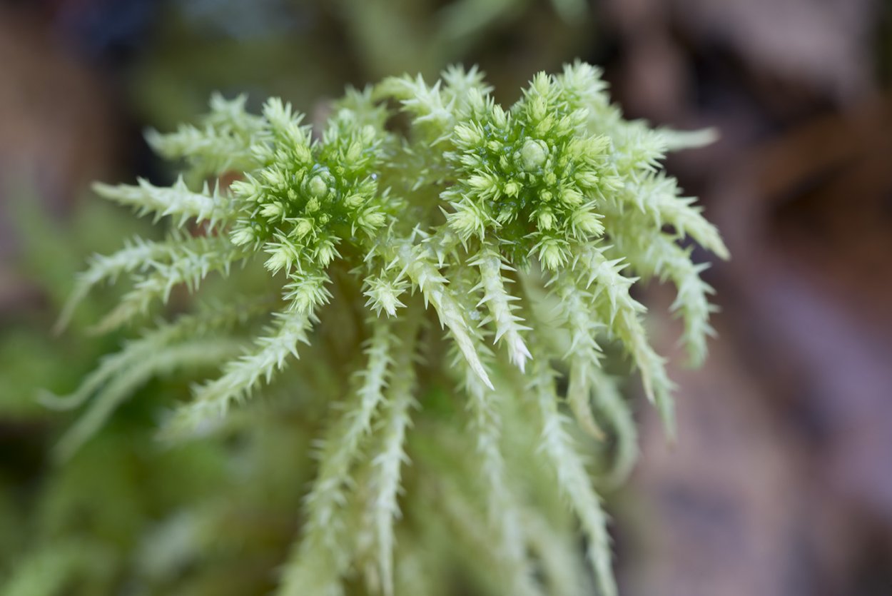 Сфагнум оттопыренный (Sphagnum squarrosum.)
