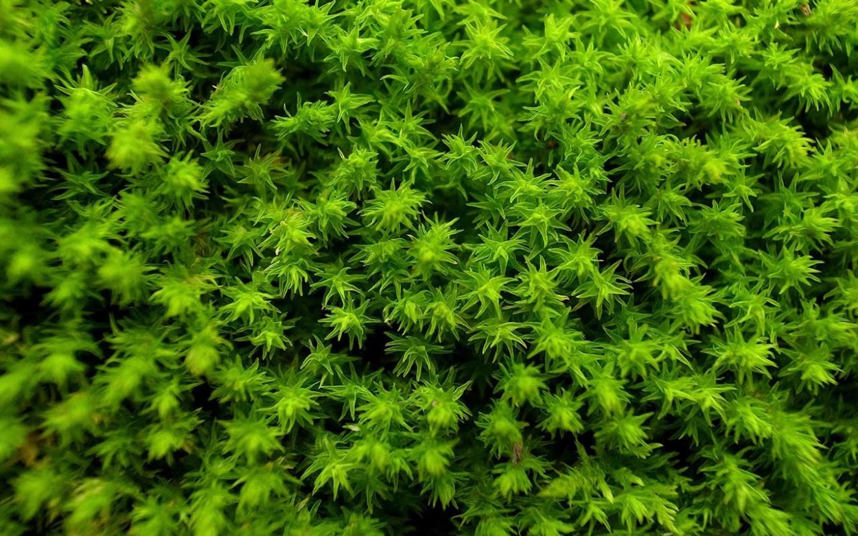 Сфагнум онгстрёма