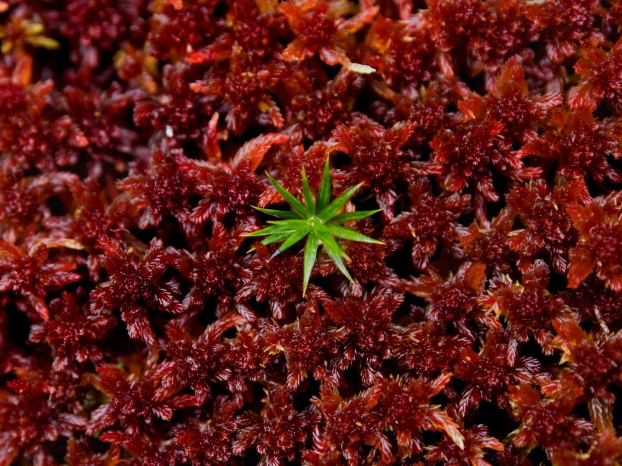 Сфагнум бурый