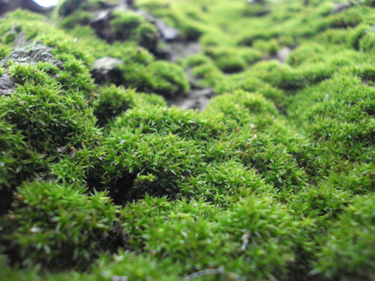 Папоротник сфагнум