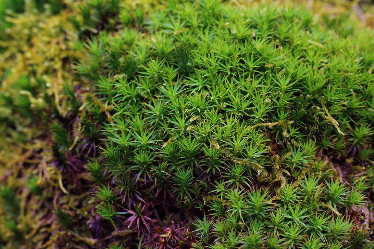 Мох сфагнум цветет
