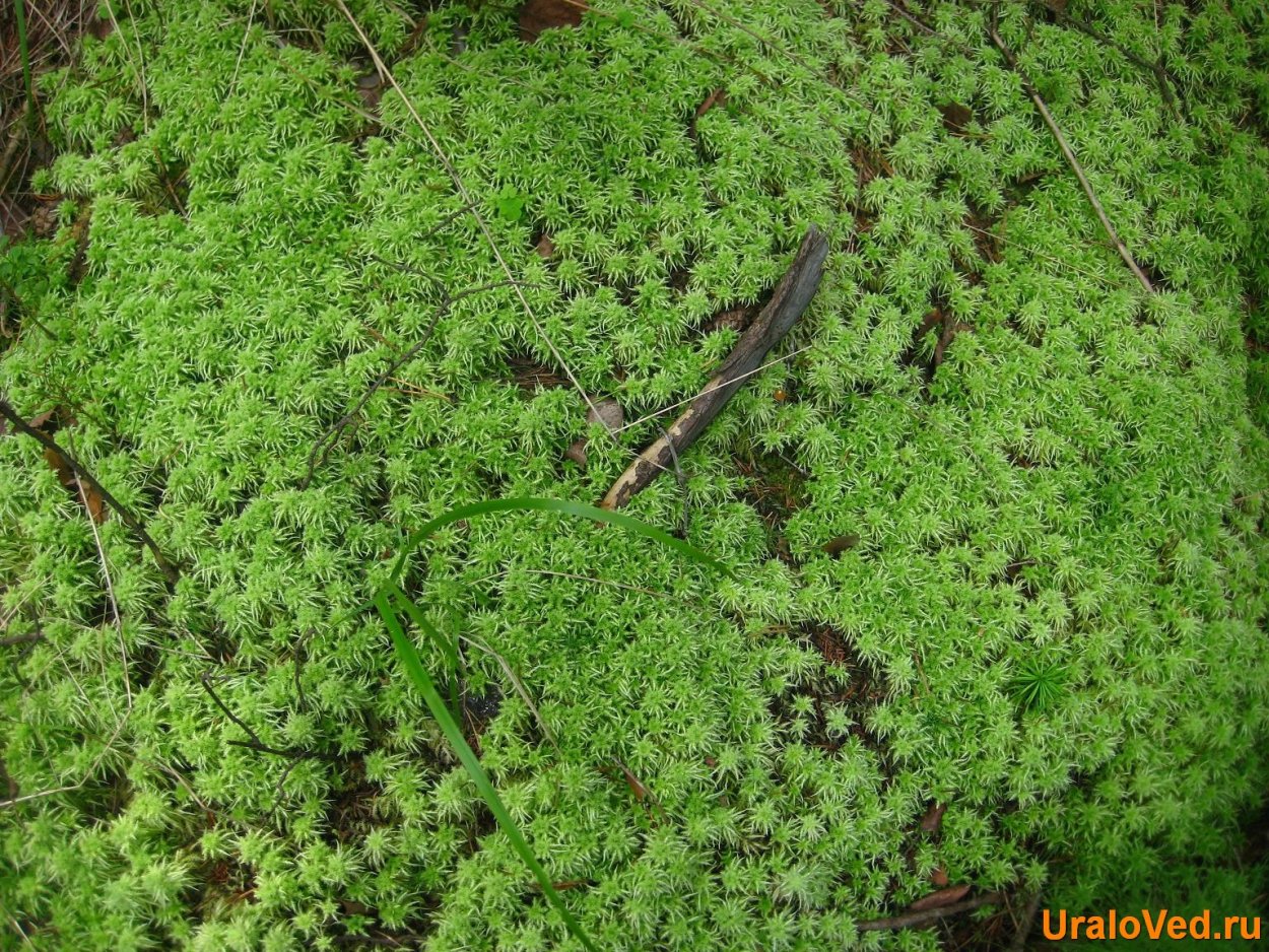 Лесной мох сфагнум