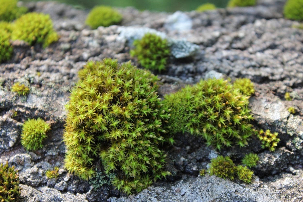 Мох Плантмос