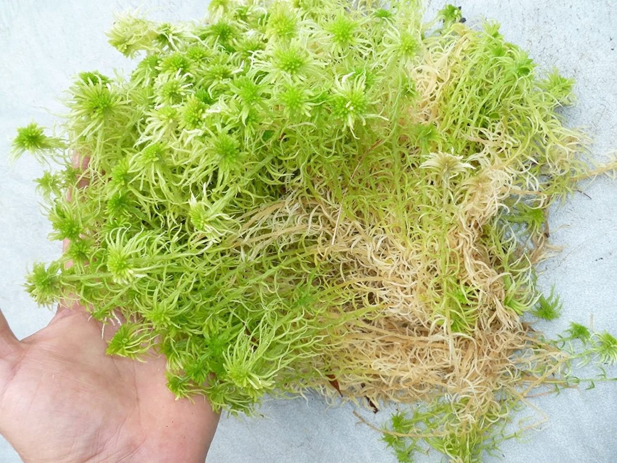 Мох сфагнум живой