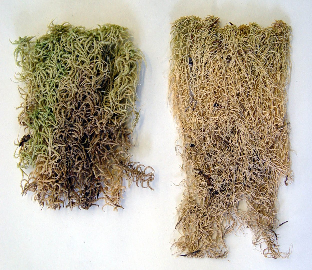 Мох сфагнум корневище