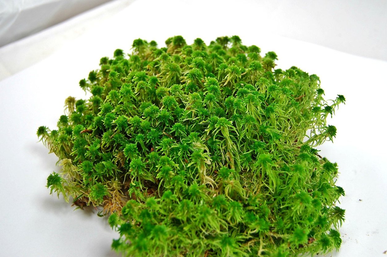 Зеленый мох сфагнум