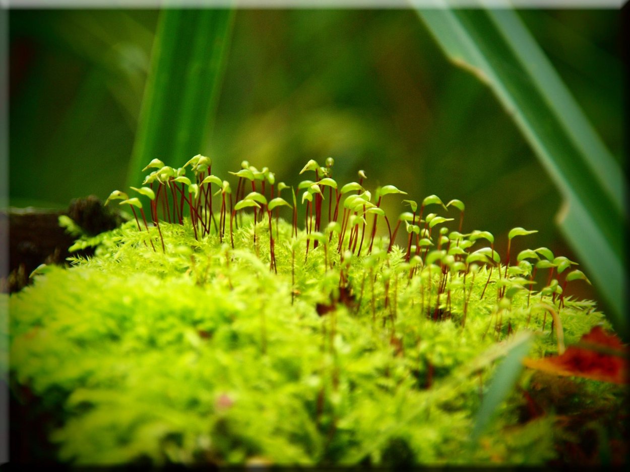 Мох сфагнум Макросъемка