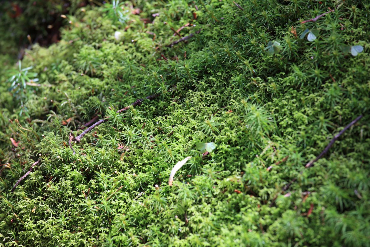 Мох Таежный сфагнум
