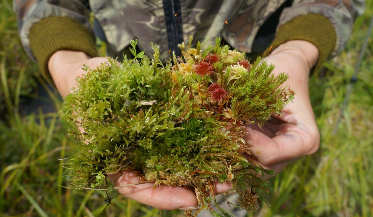 Мох сфагнум гербарий