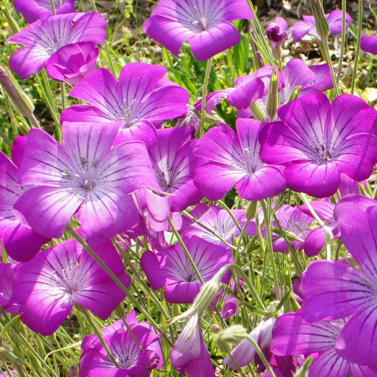 Агростемма Милас