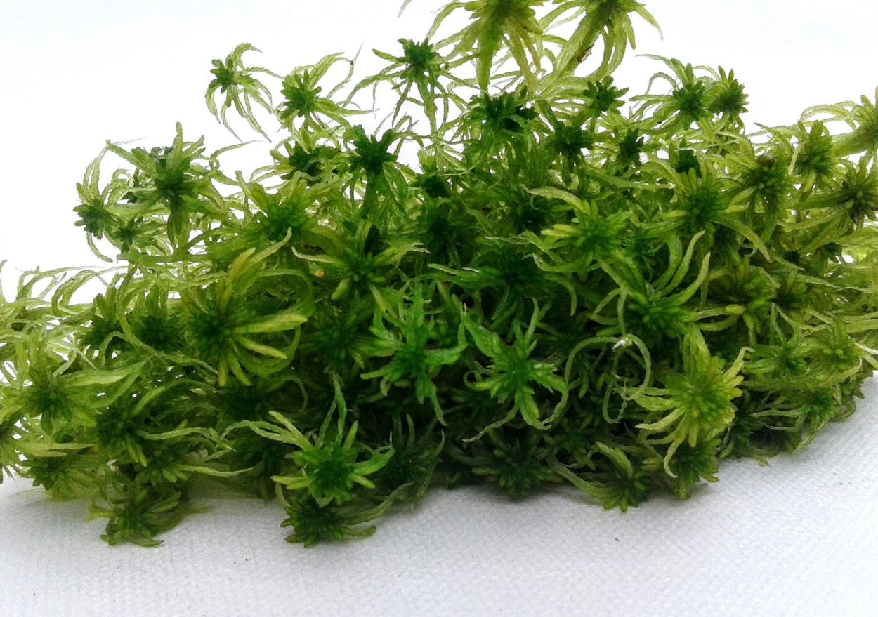 Сфагнум волосолистный