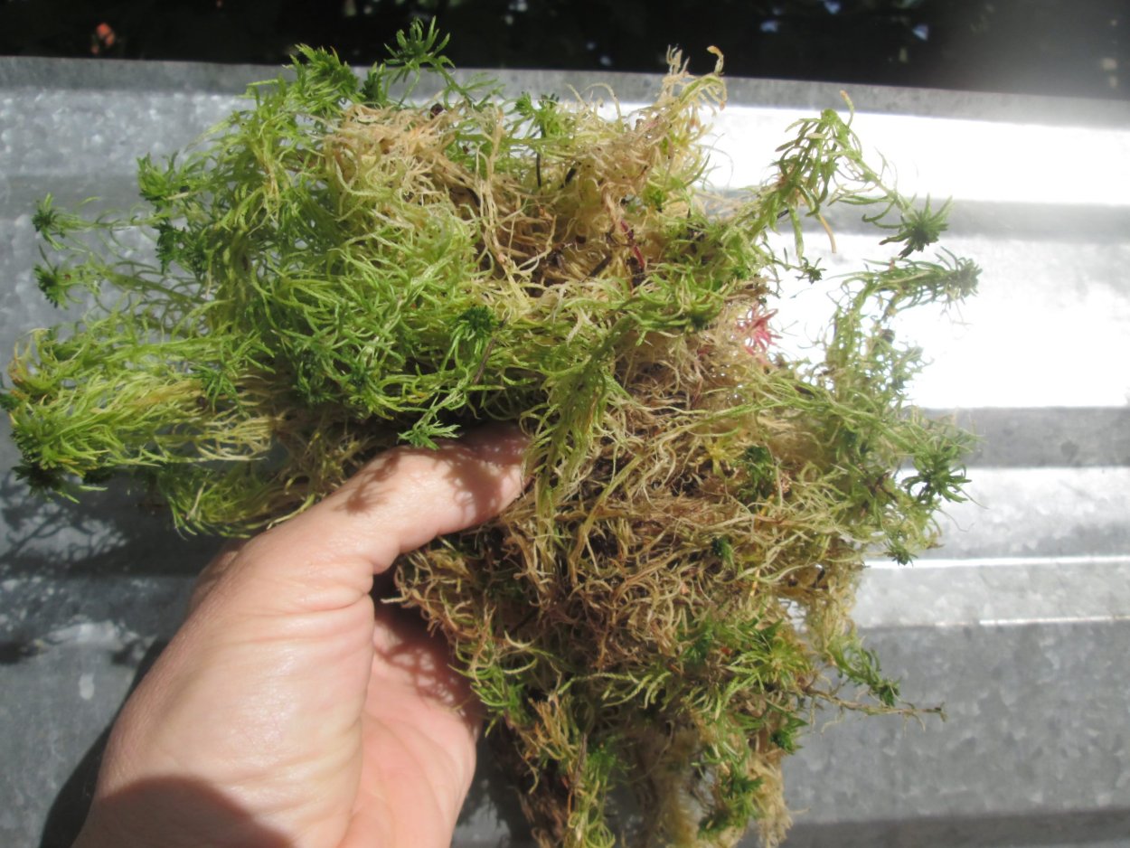 Зеленый мох сфагнум
