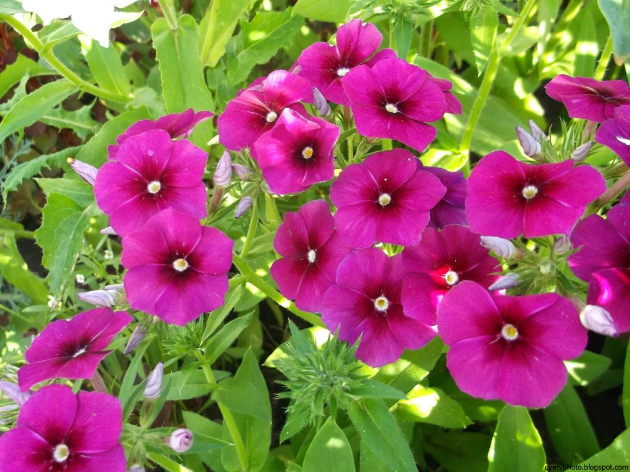 Сибирские однолетники