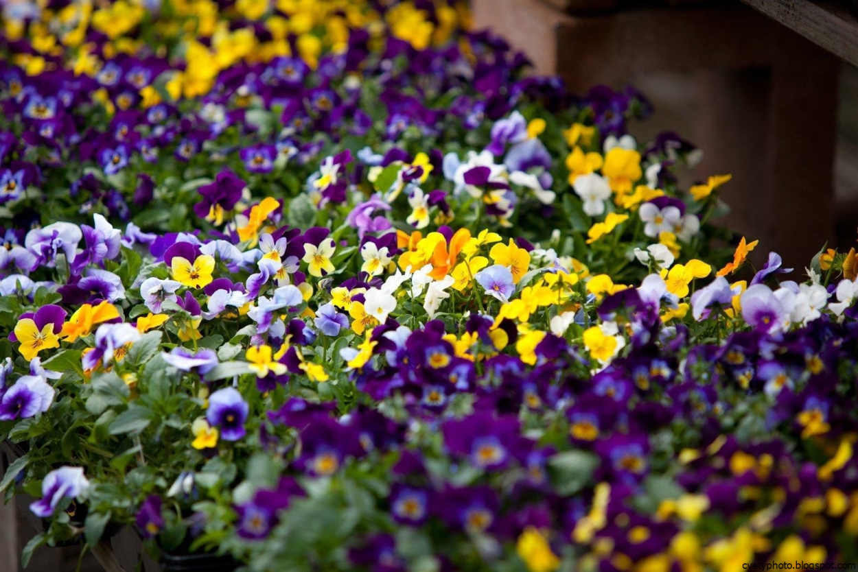 Однолетники Эстетика