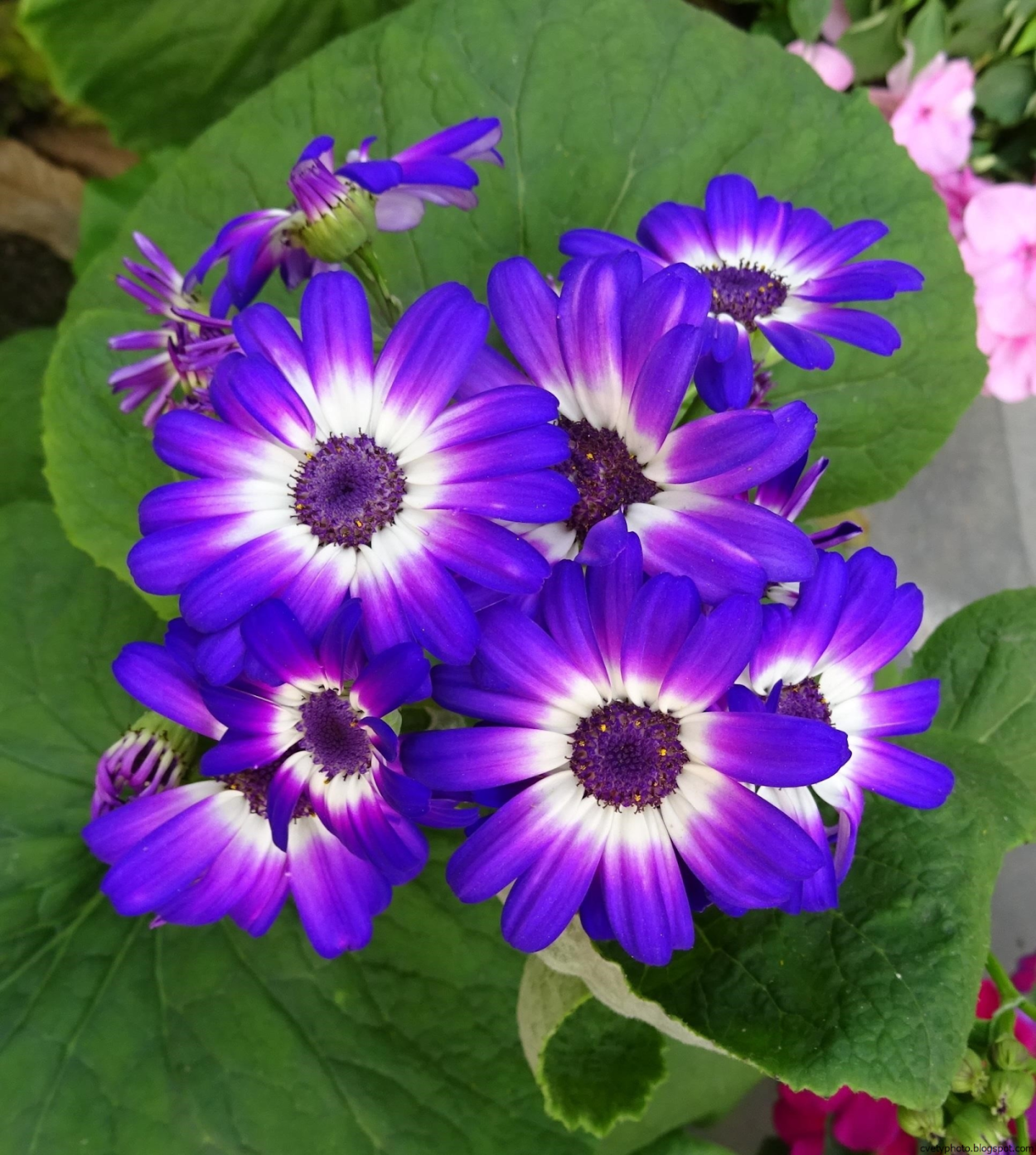 Сальвия остеоспермум