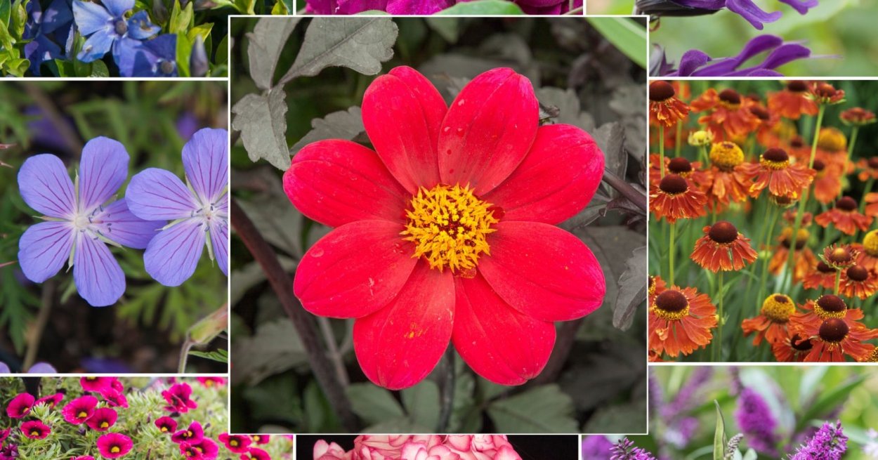 Джеймс Британия цветок