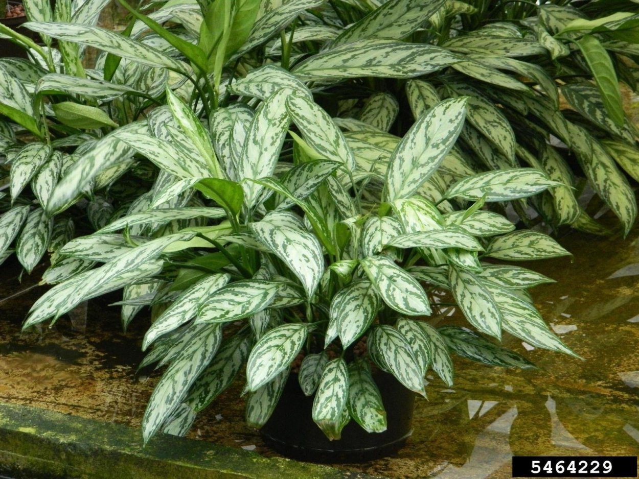 Традесканция зебрина белая