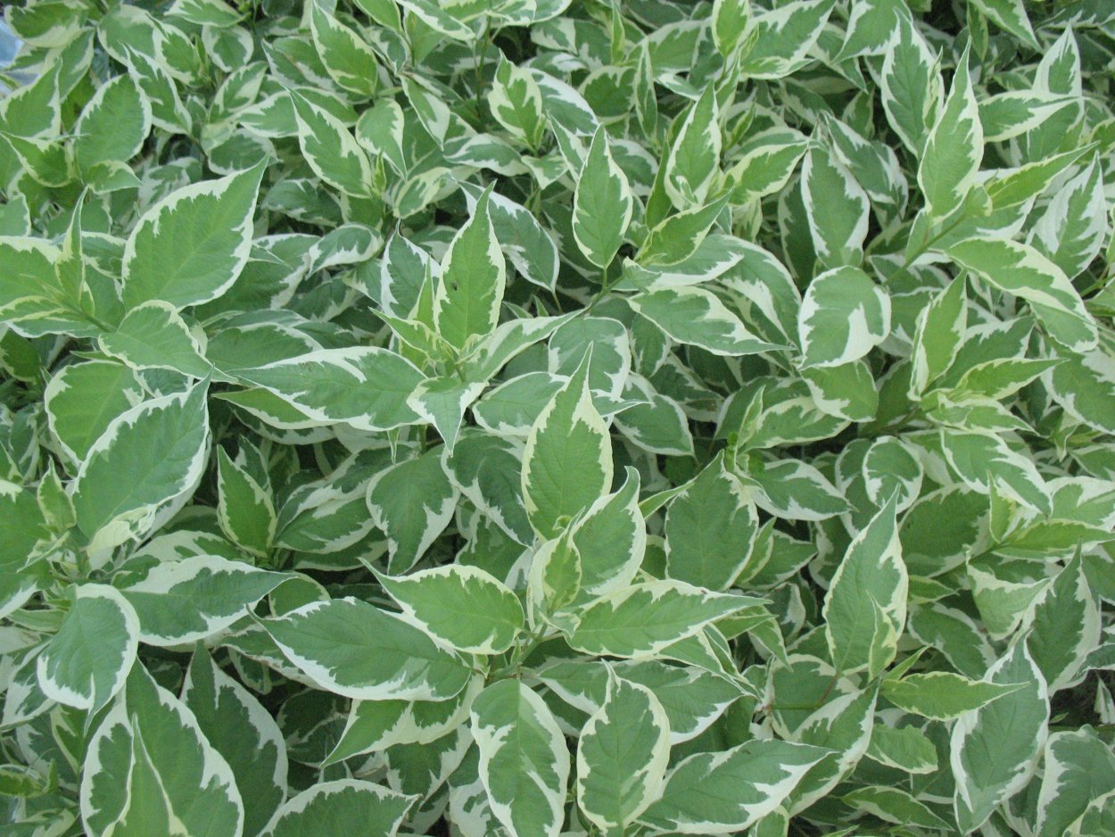 Диффенбахия зеленая крупнолистная