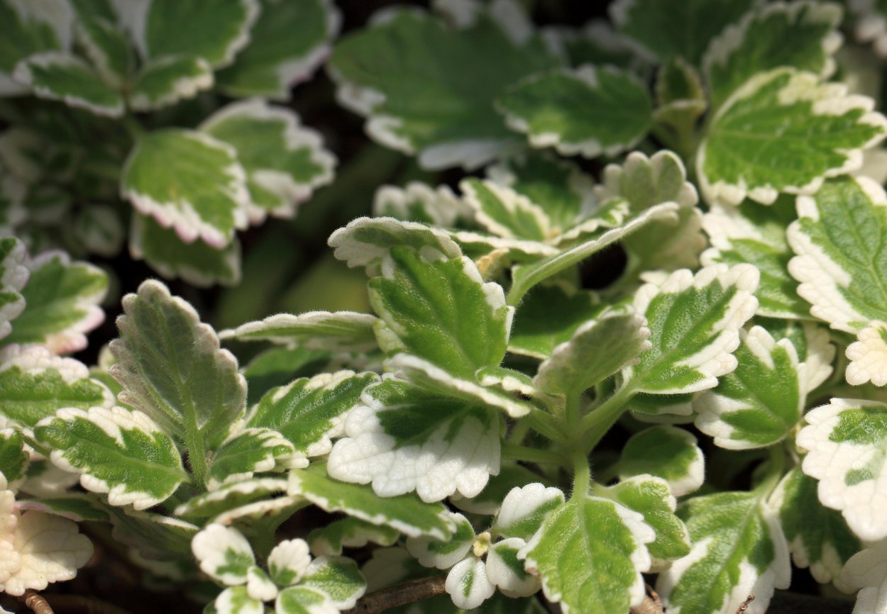 Аглаонема переменчивая