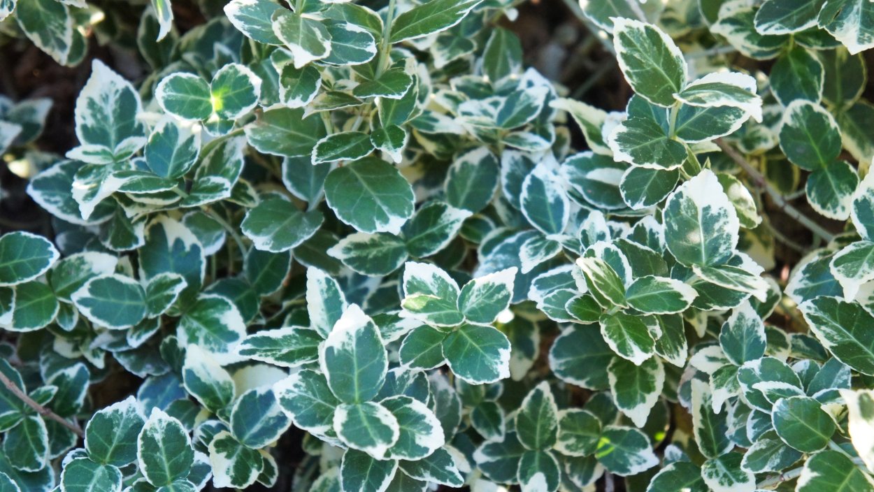 Бересклет Фортуна Изумрудное веселье,