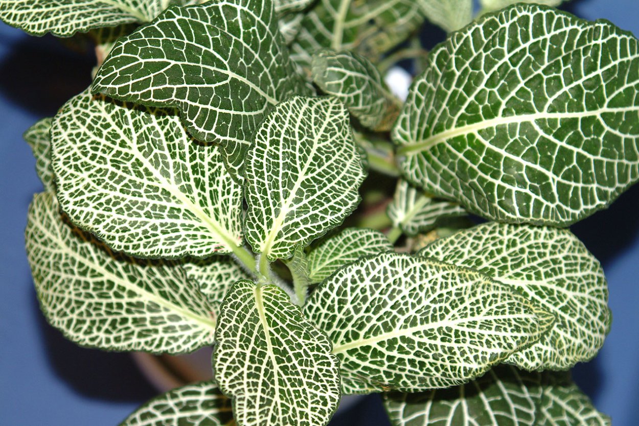 Диффенбахия с белыми точками