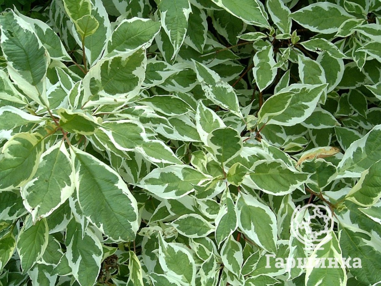 Молочай белоснежный