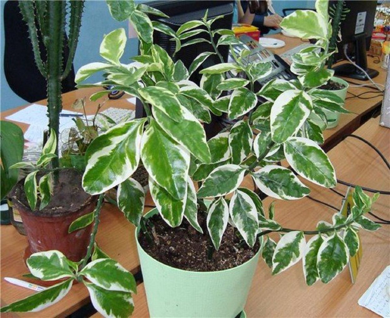 Хоста Патриот /Hosta Patriot