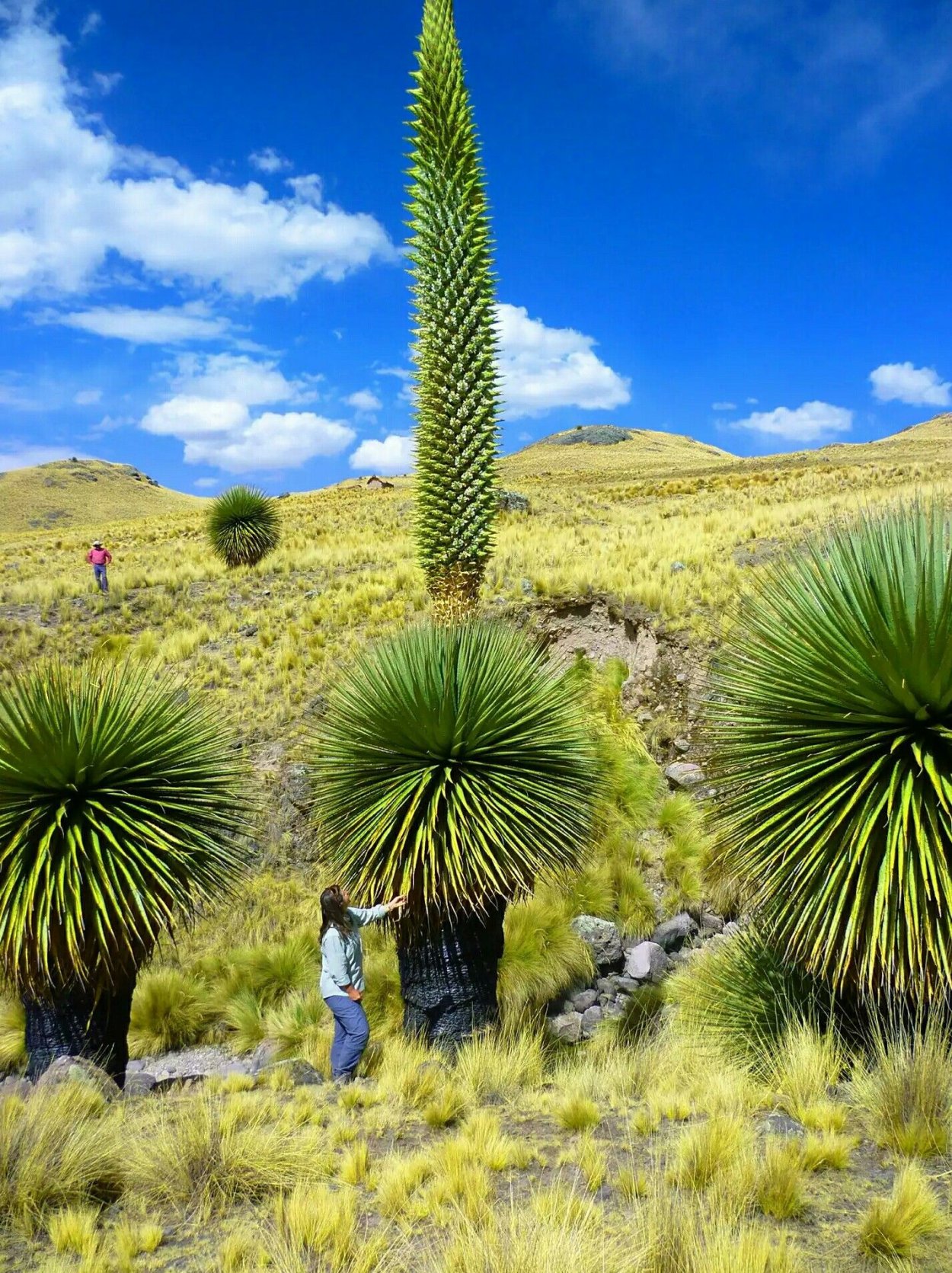 Пуйя Раймонди