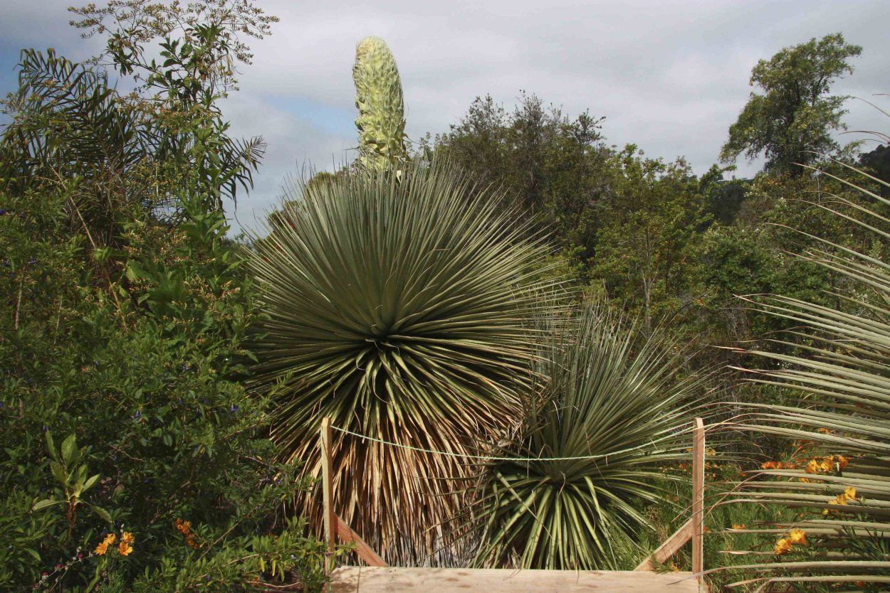 Пуйя ржавая