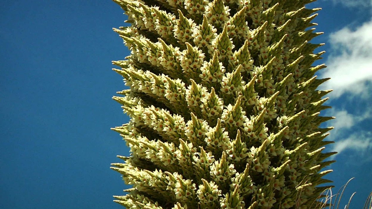 Марианн Норт Пуйя