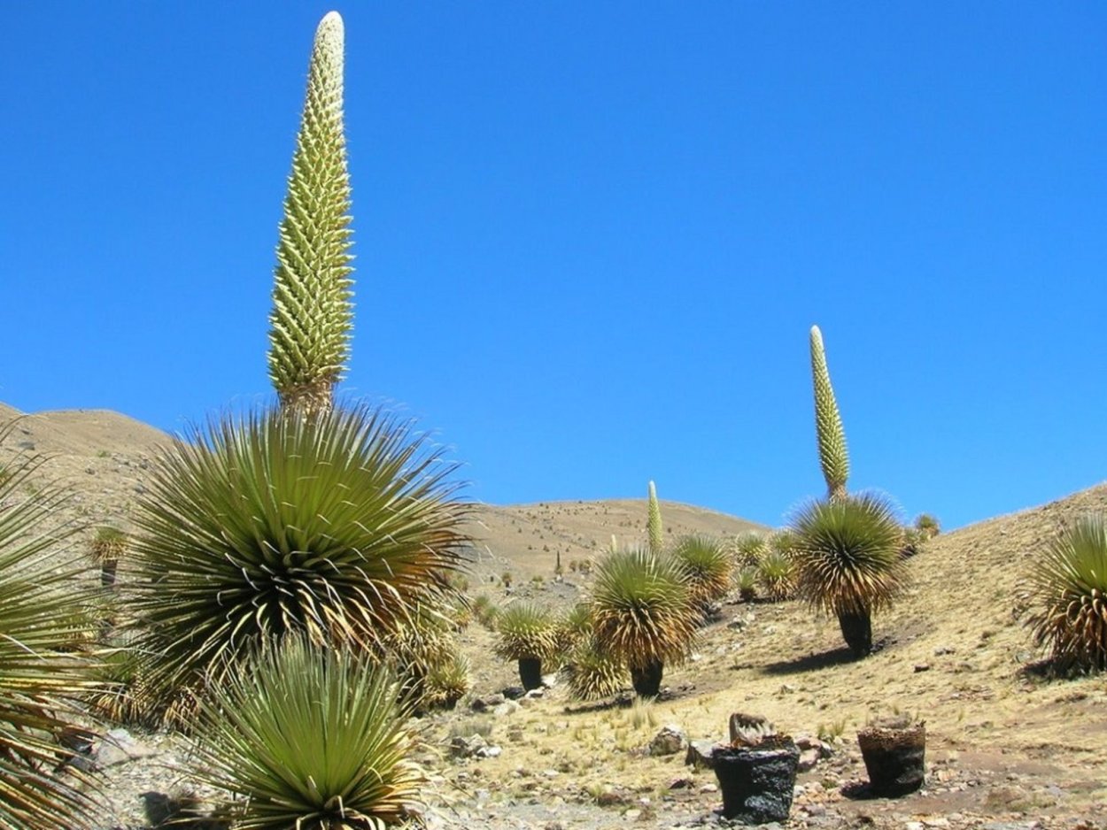 Пуйя Раймонди смена