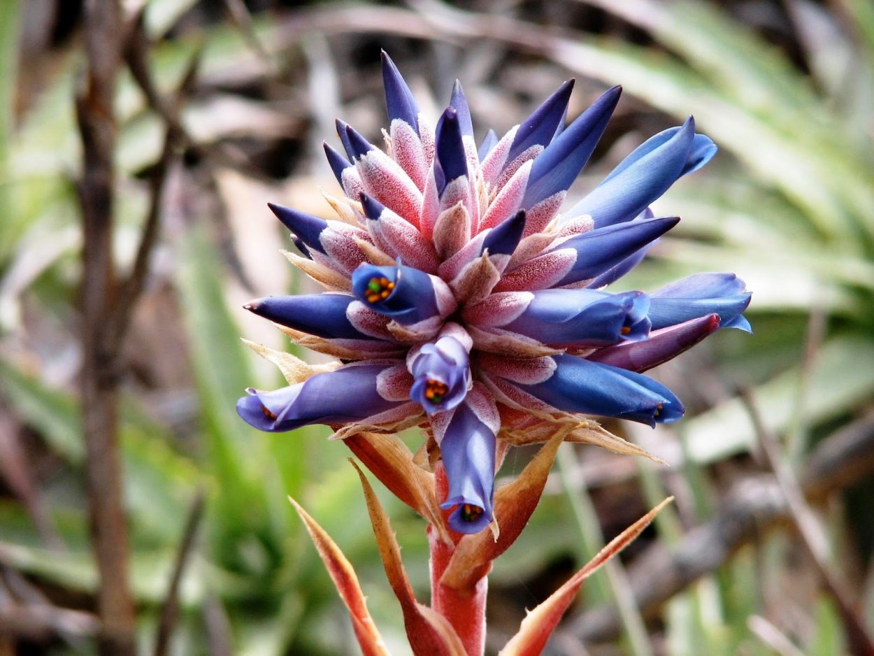 Растение синяк Вильдпрета