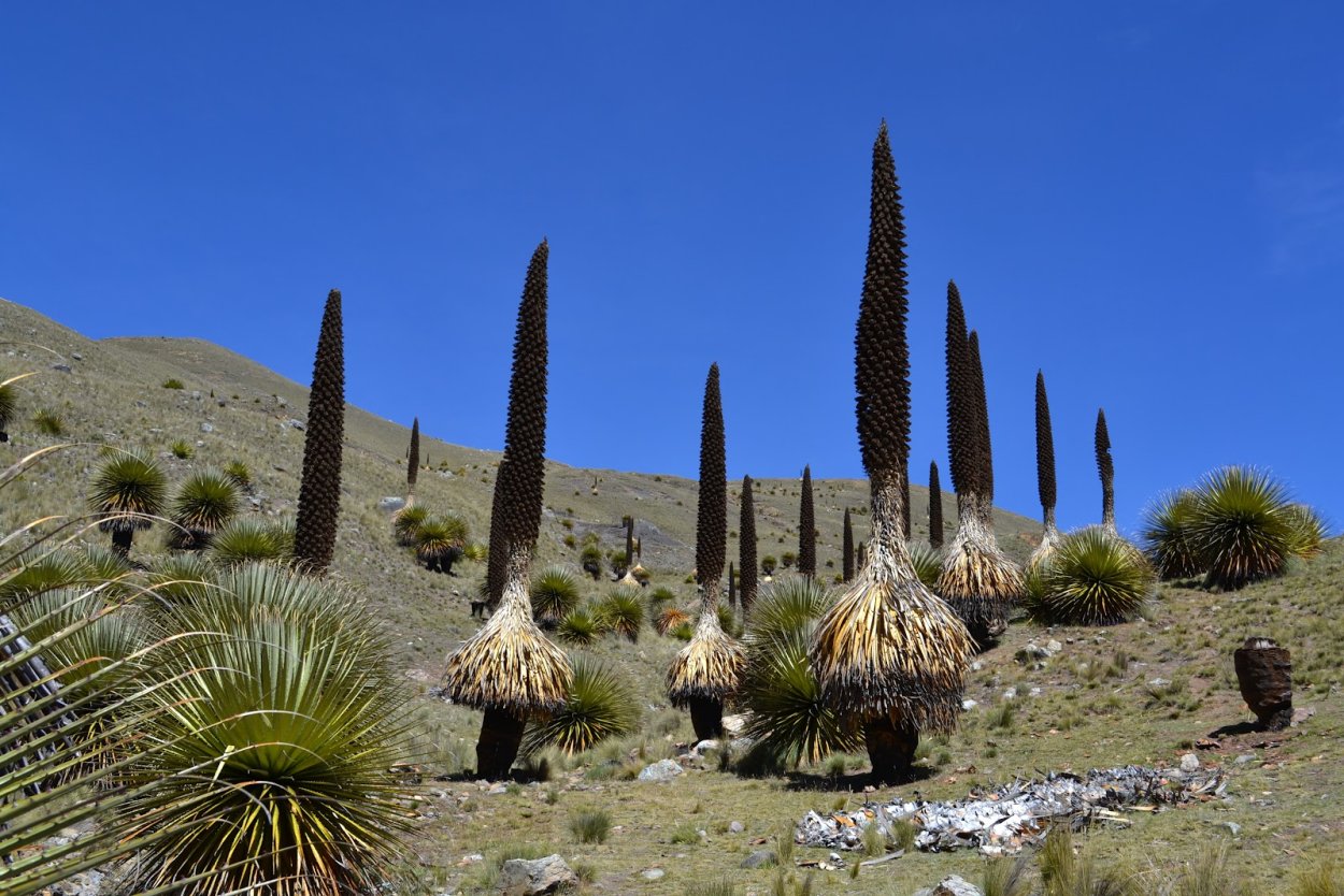 Кактусы Мексики Перу