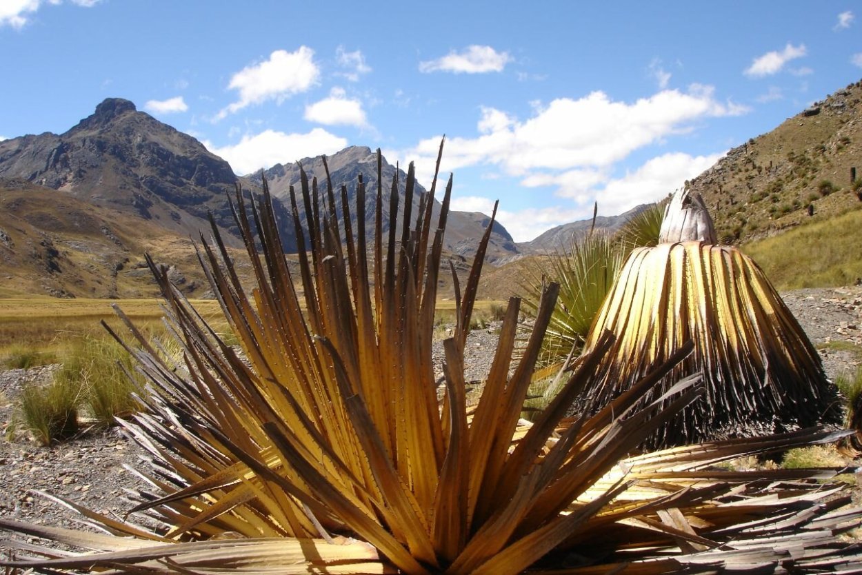 Пуйя Раймонди