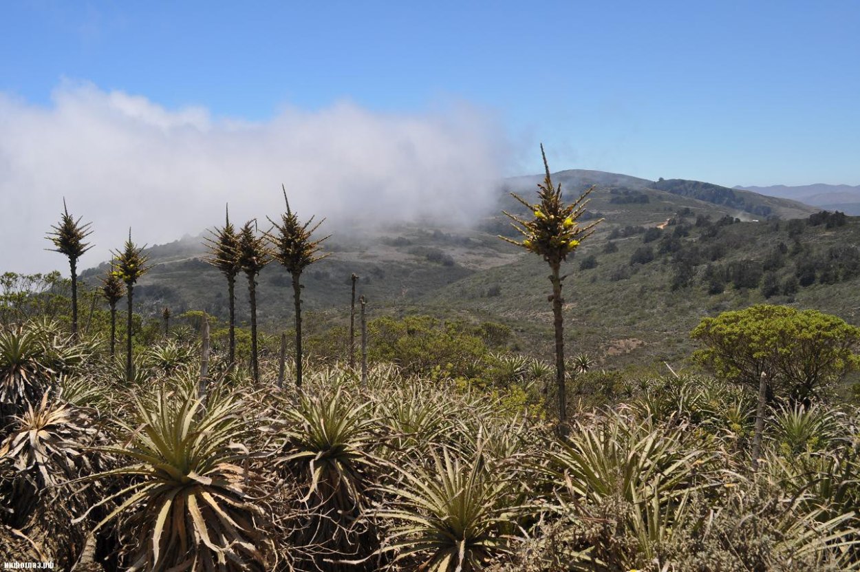 Пуйя Раймонда