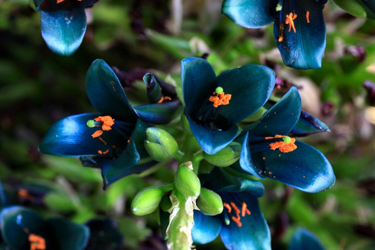 Река Аякучо Перу