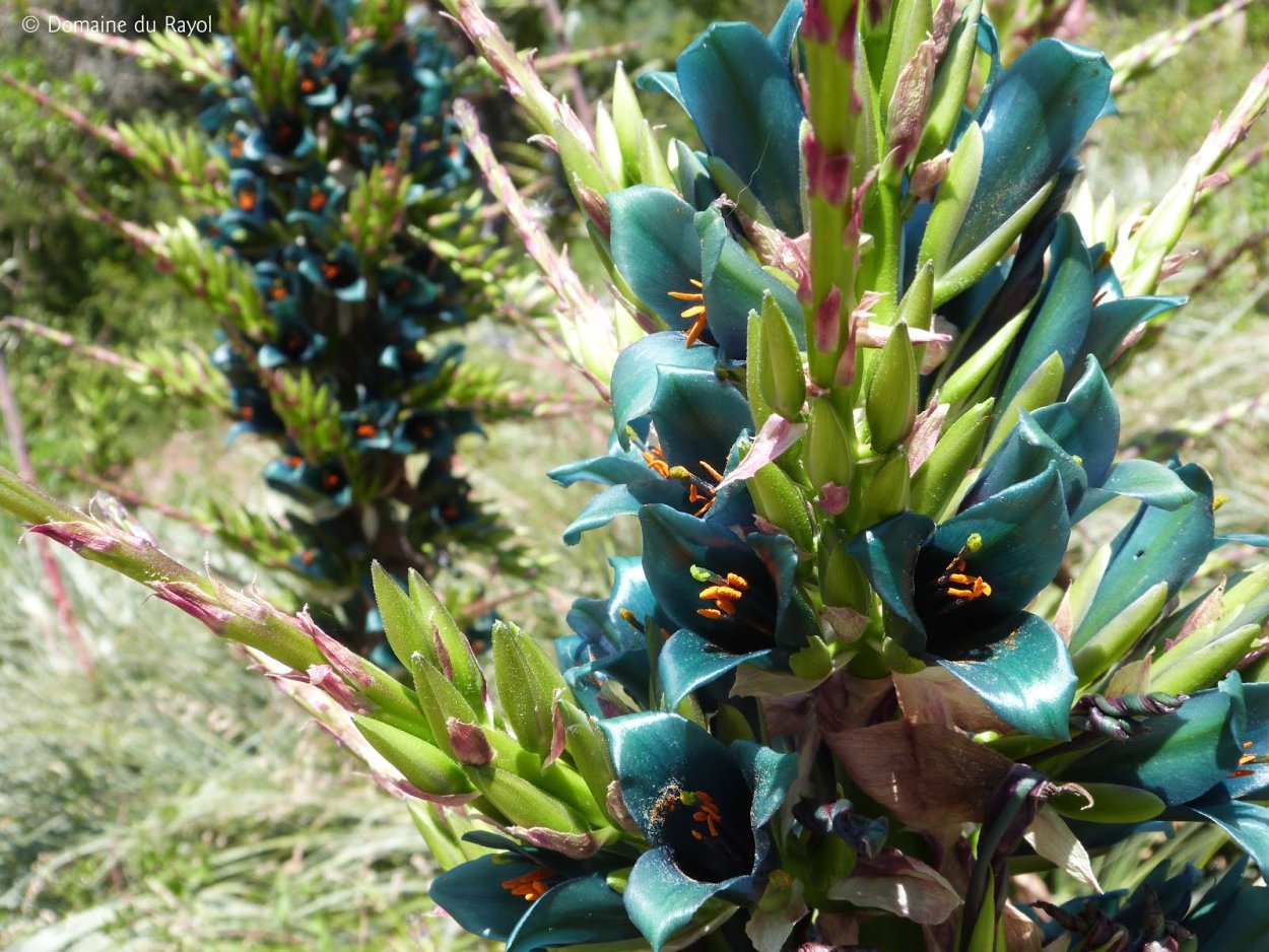 Пустынное Высокогорье анд в Чили, Перу, Боливии и Аргентине.