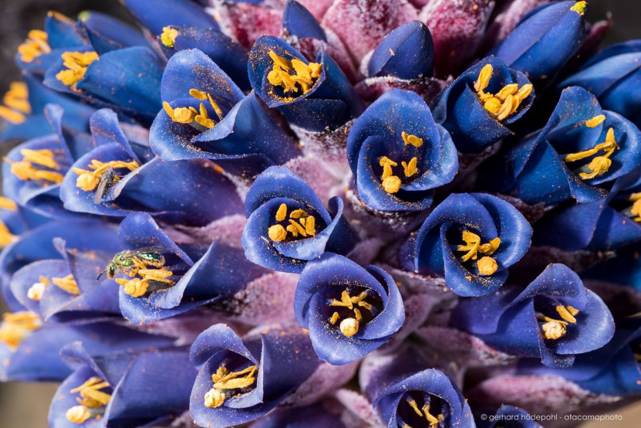 Гора элгон Кения