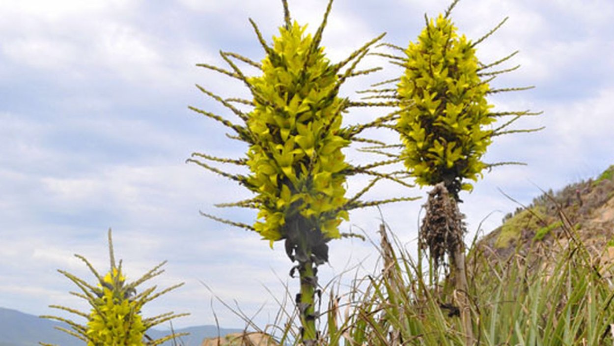 Пуйя Раймонди размножение