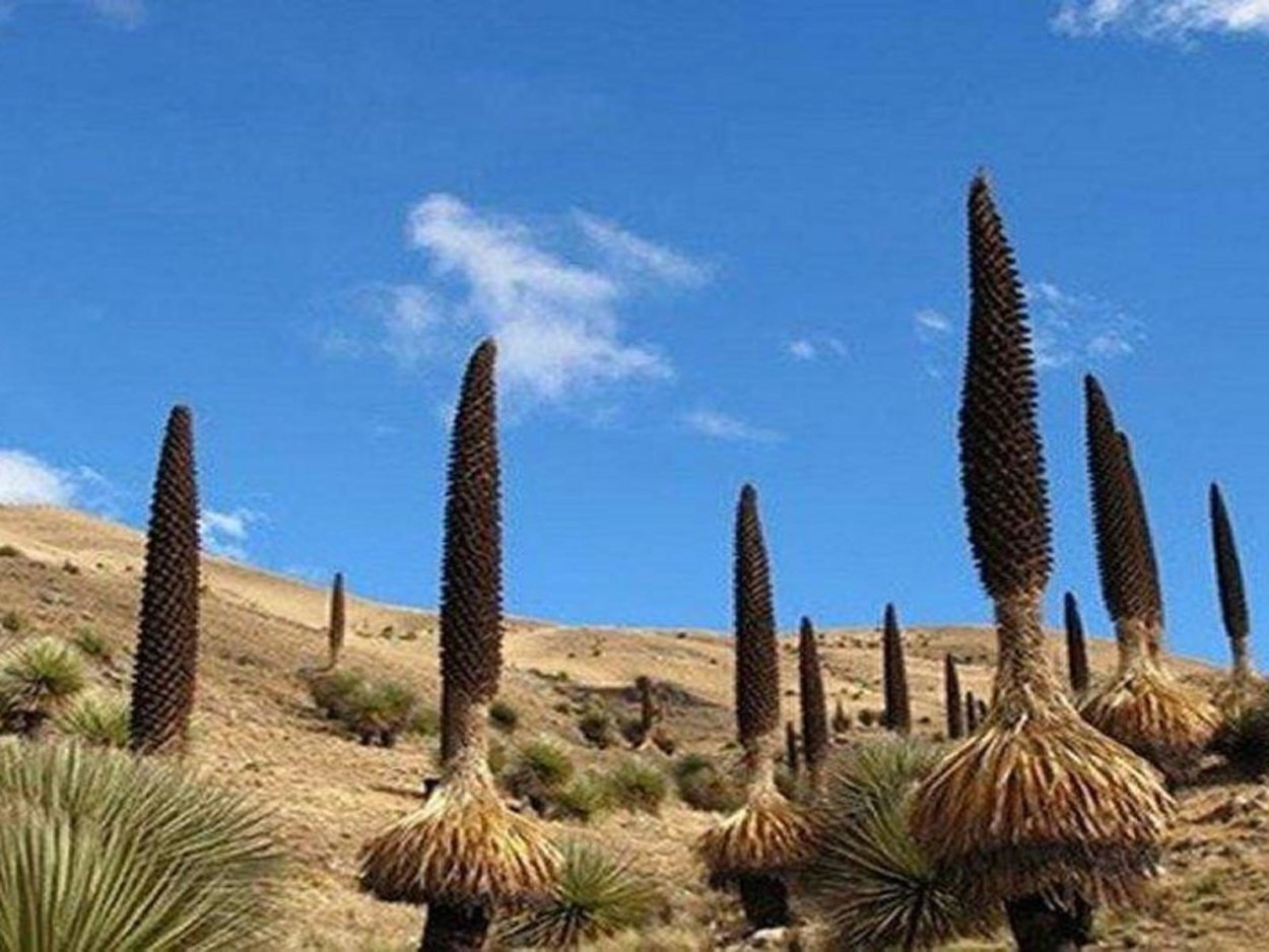 Пуйя Раймонди