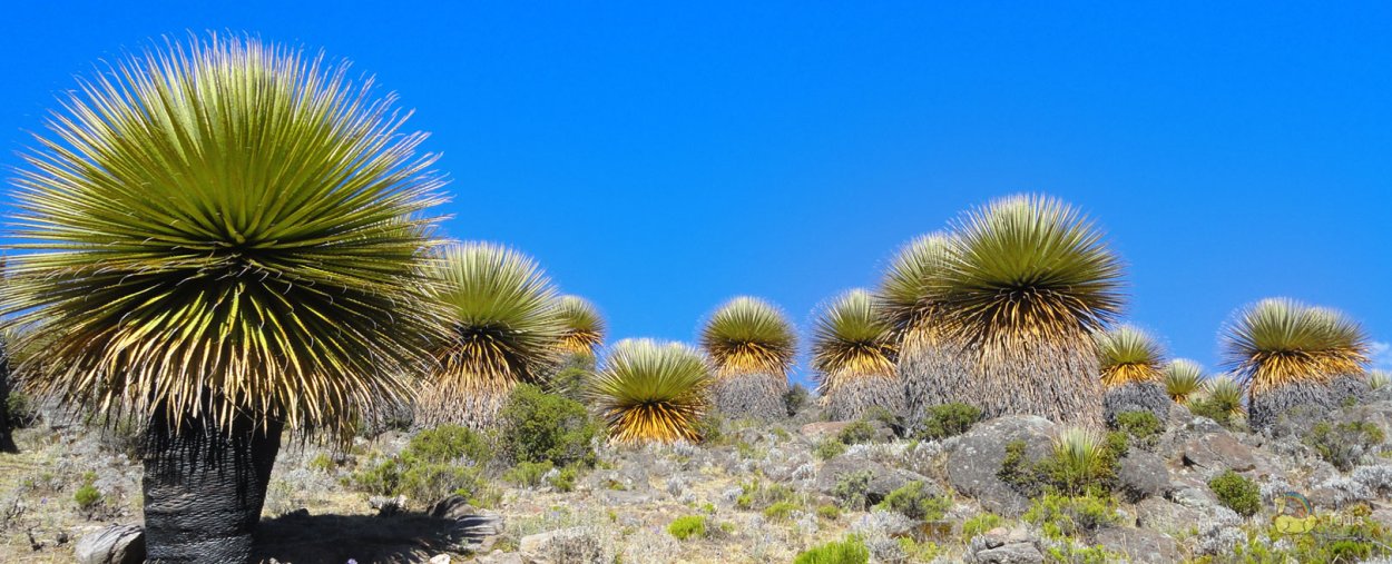 Император Пуйи