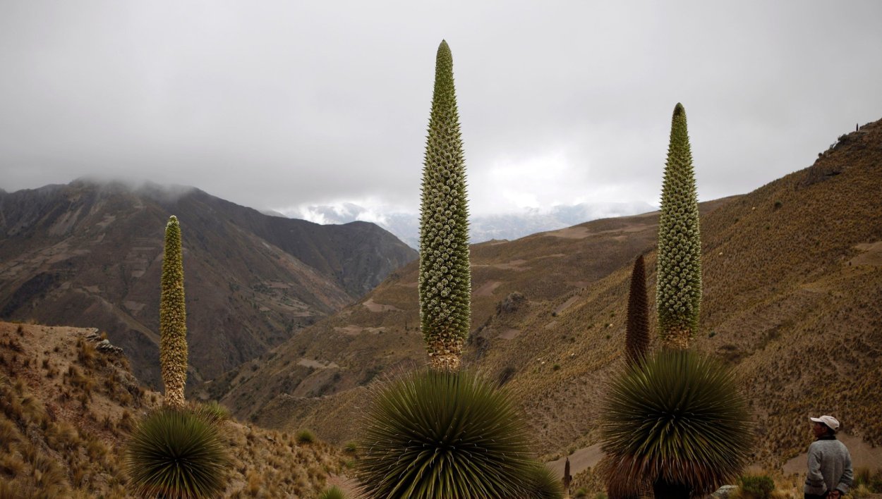 Пуйя Кордильеры