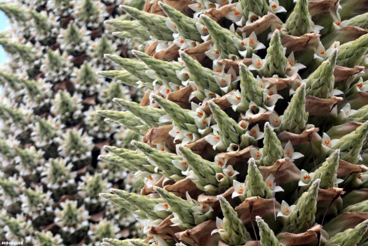 Чилийская Пуйя цветок