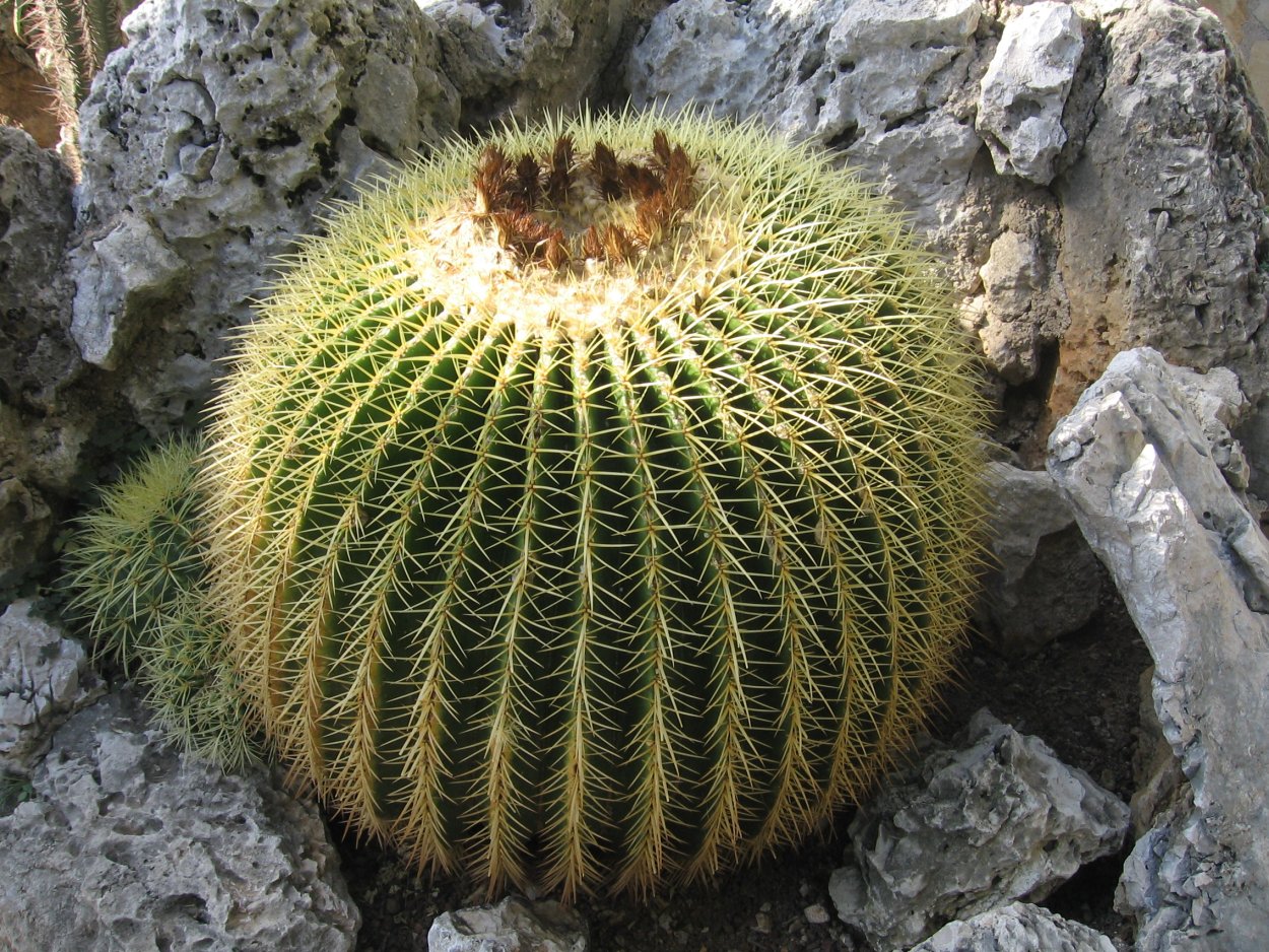 Бромелия Эхмея