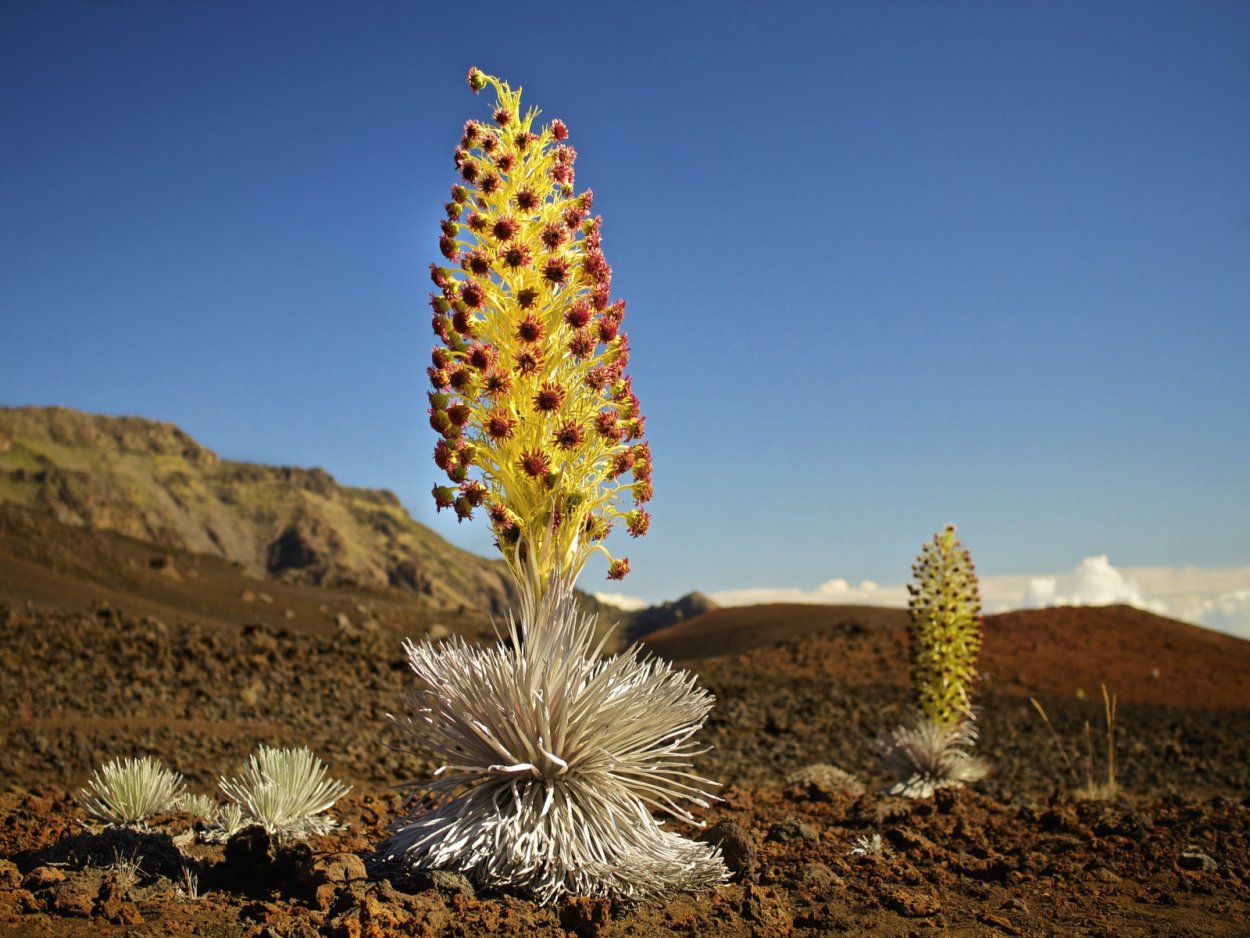 Цветок Пуйя Раймонда