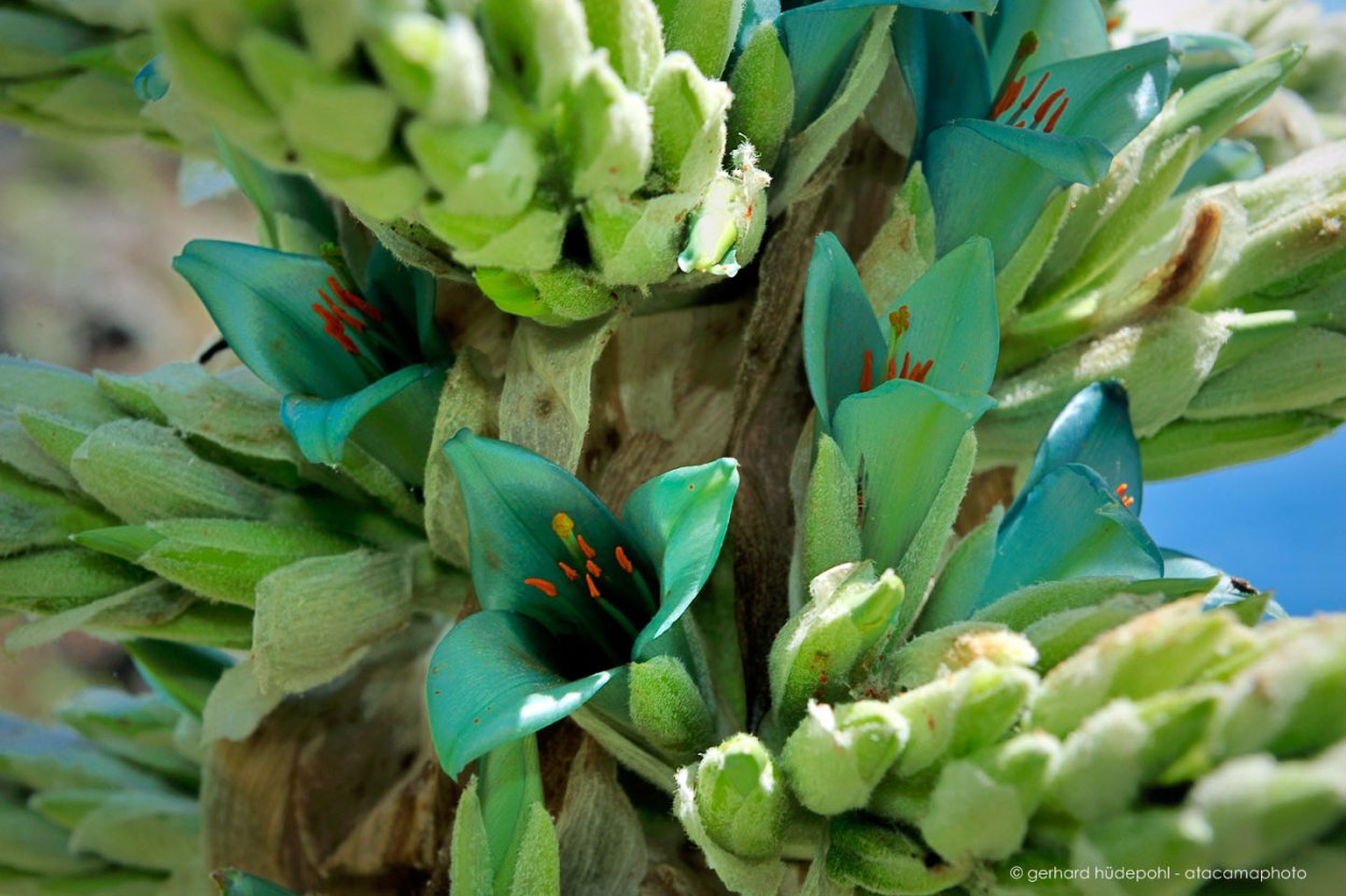 Пуйя Альпийская