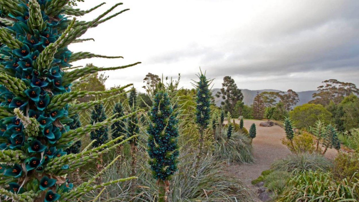 Киноа лебеда Амарант